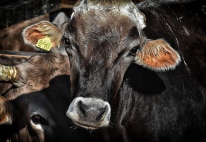 DOUAISIS : Les 16, 17 et 18 mai 2025, Ferme en Ville s’implante au cœur de la Pévèle !